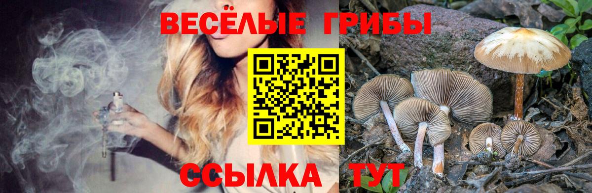 Псилоцибиновые грибы Psilocybine cubensis Бузулук
